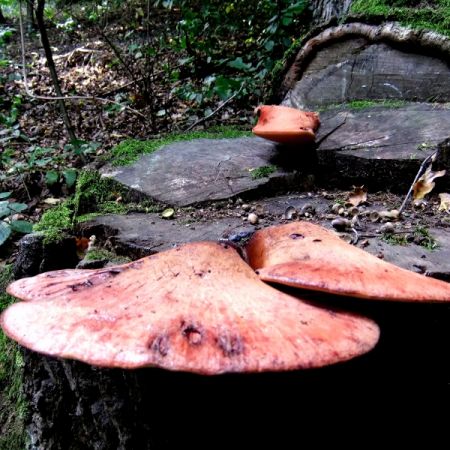 Fistulina hepatica