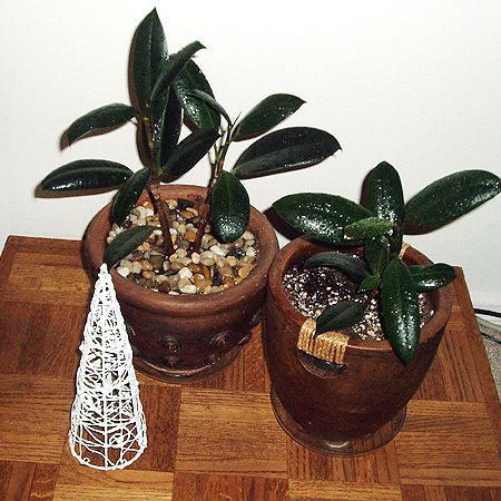 Ficus elastica **Cris