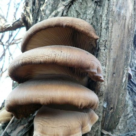 Pleurotus ostreatus f.salignus