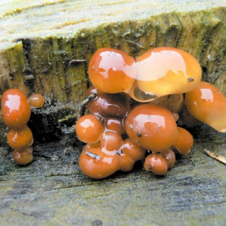 Flammulina velutipes