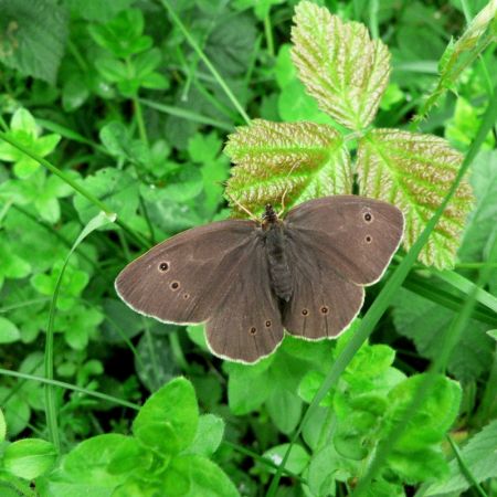 Aphantopus hyperanthus