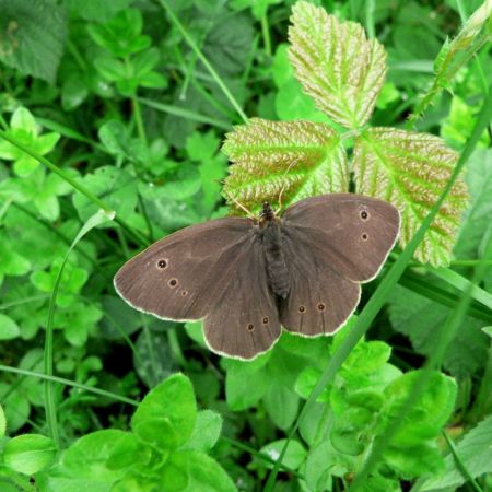 Aphantopus hyperanthus