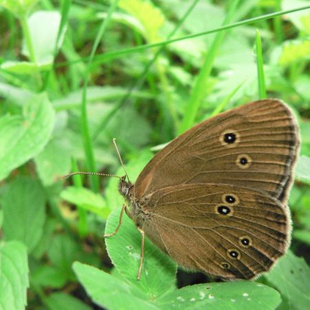 Aphantopus hyperanthus