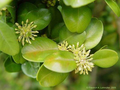 floare de buxus