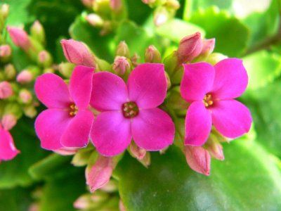 floare de kalanchoe