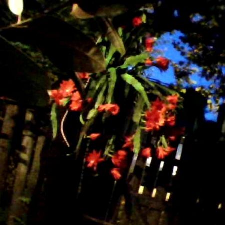 flori de limba soacrei-noaptea