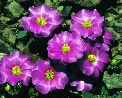 flori_087