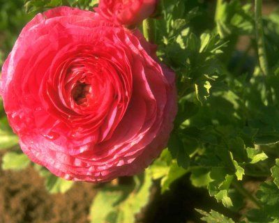 flori_146