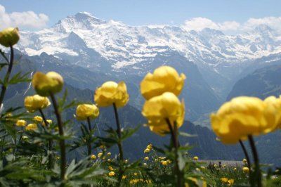 flori din Alpii elvetieni