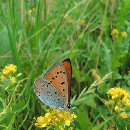 Lycaena dispar