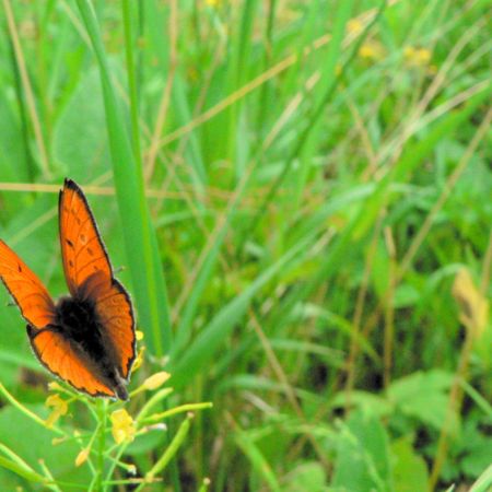 Lycaena dispar