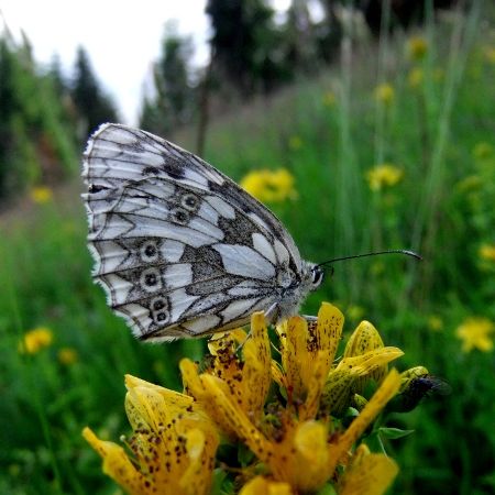 Melanagria galathea