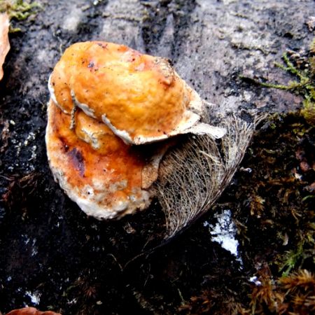 Fomitopsis pinicola