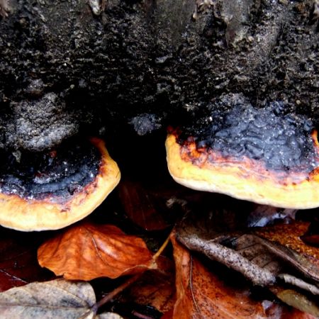 Fomitopsis pinicola