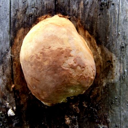 Fomitopsis pinicola