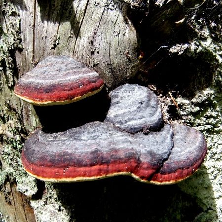 Fomitopsis pinicola