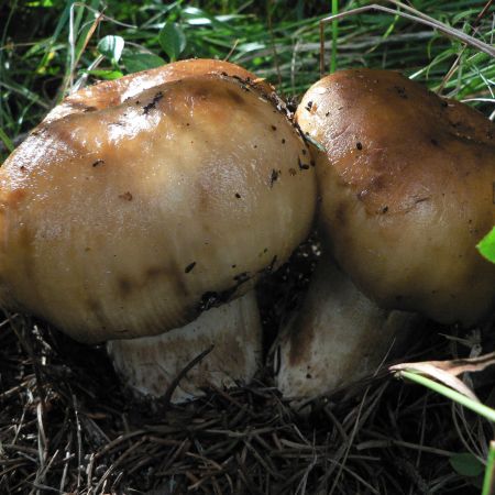 Russula foetens