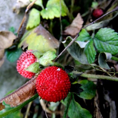 Fragaria indica