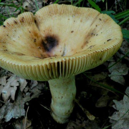 Russula laurocerasi