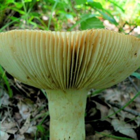 Russula laurocerasi