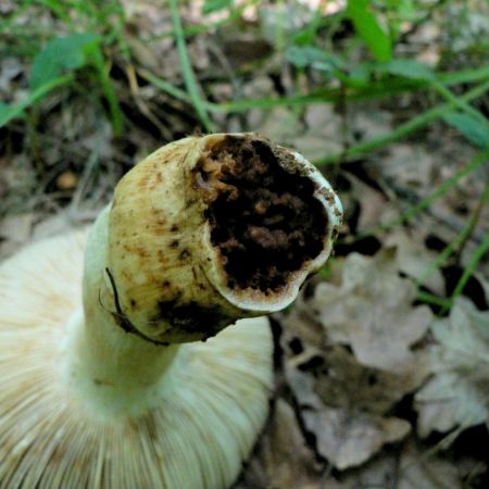 Russula laurocerasi