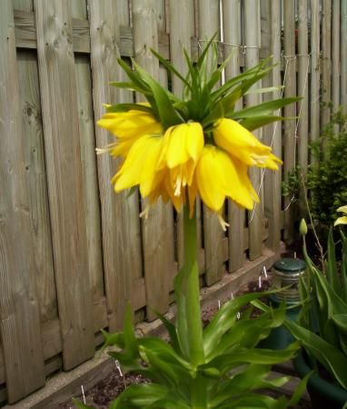 fritillaria