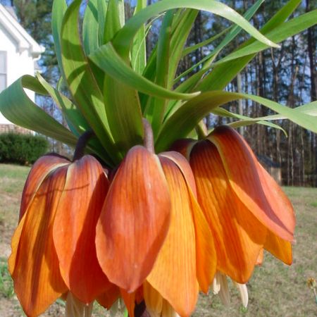 fritillaria