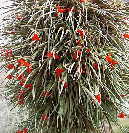 Air plant