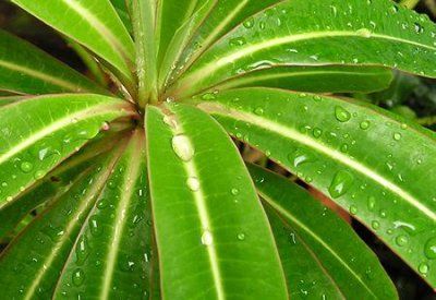 frunze de Euphorbia mellifera