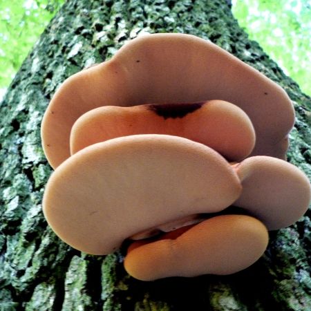 Fistulina hepatica