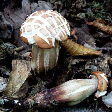 Collybia fusipes