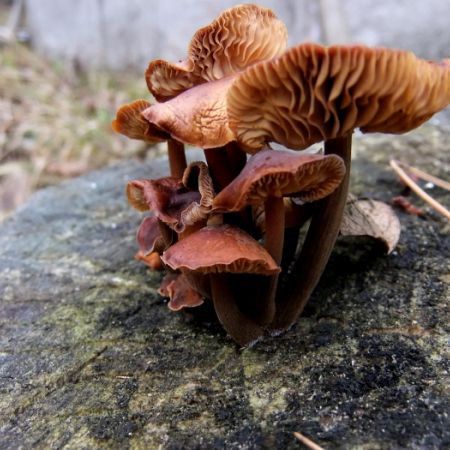 Flammulina velutipes