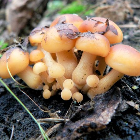 Flammulina velutipes