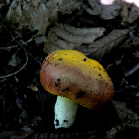 Russula romellii