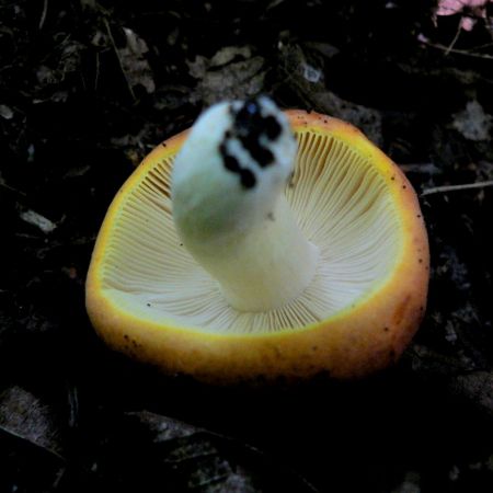 Russula romellii