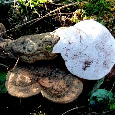 Ganoderma applanatum