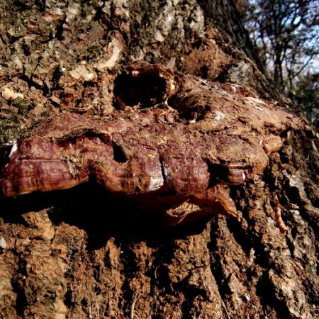 Ganoderma resinaceum