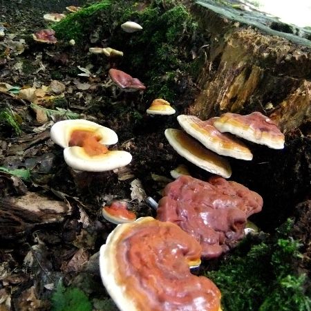 Ganoderma lucidum