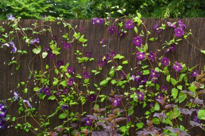 gard acoperit cu clematis violet