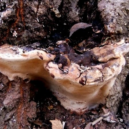 Ganoderma adspersum