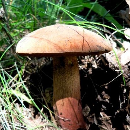 Boletus luridus