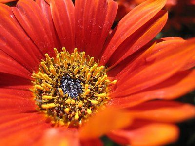 gerbera rosie