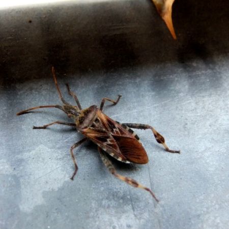 Leptoglossus occidentalis