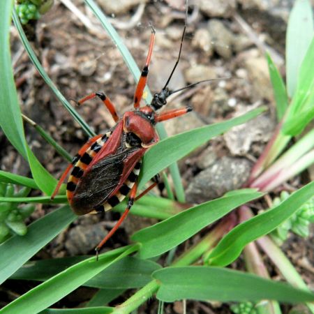 Rhynocoris iracundus