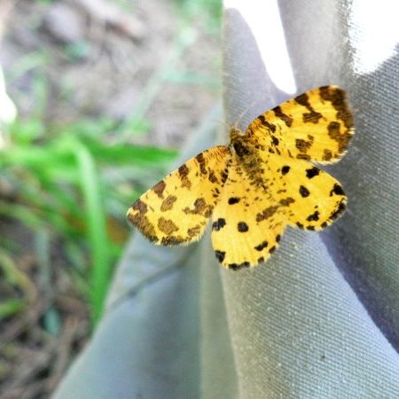 Pseudopanthera macularia