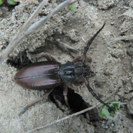 Carinatodorcadion fulvum