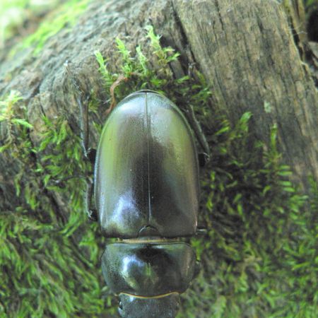 Lucanus cervus