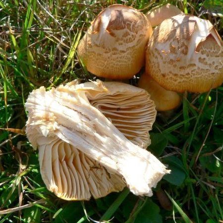 Hygrocybe pratensis