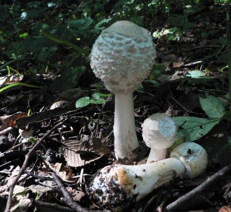 Macrolepiota rhacodes