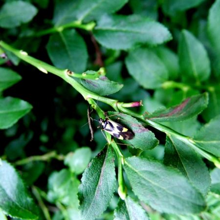 Grypocoris sexguttatus